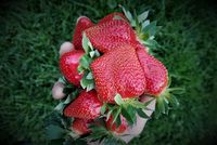 Erdbeeren_12
